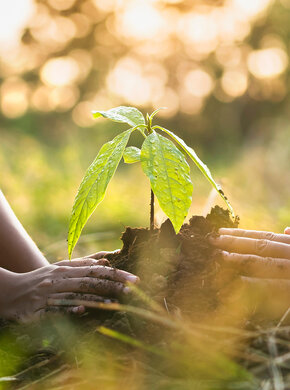 Vier Hände pflanzen einen Baum in die Erde.